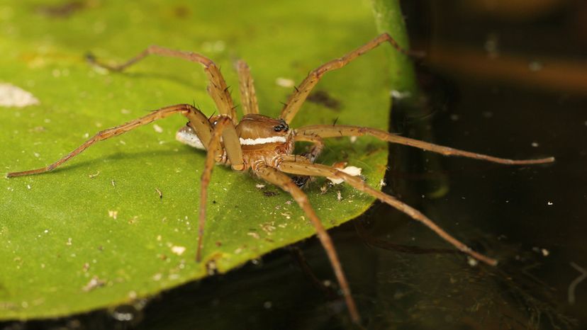 Six-spotted Fishing Spider