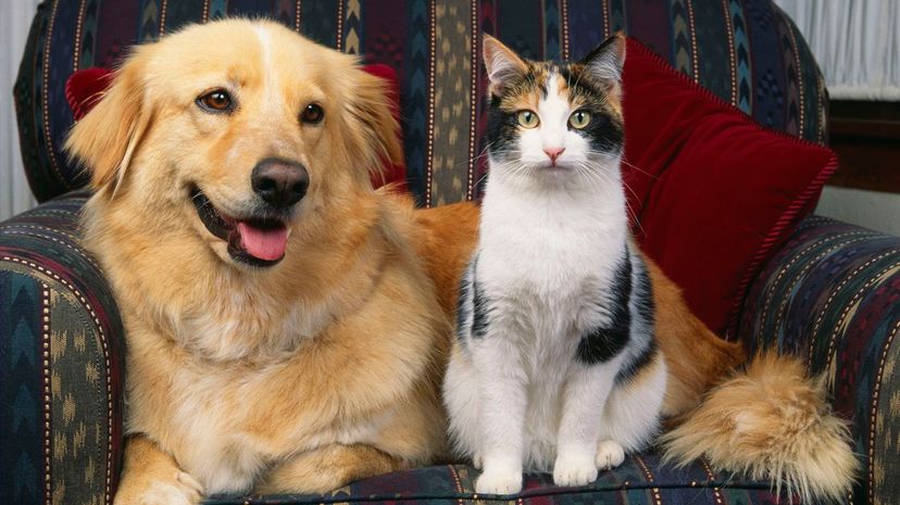 Are You a Cat or Dog Based on Your Myers-Briggs Personality?