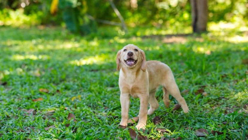 Labrador Retriever