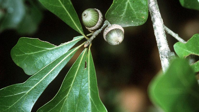 Striped Oak