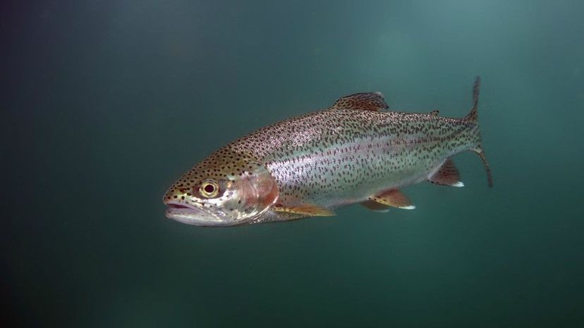 Lake Trout