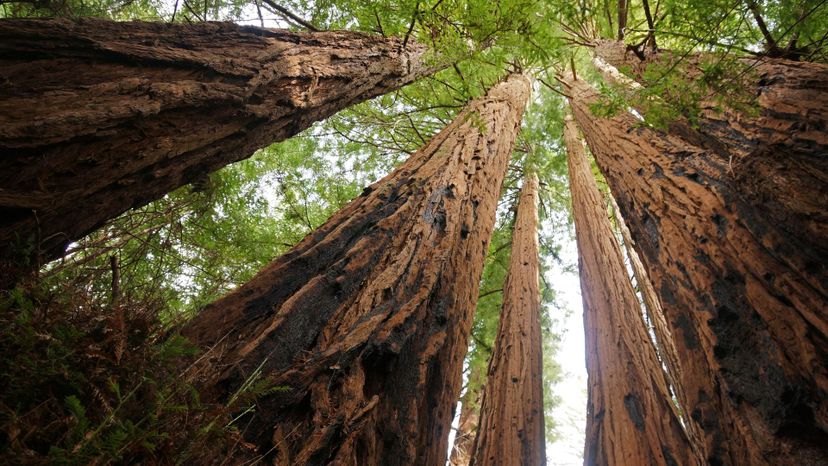 40 Sequoia_sempervirens_Big_Basin_Redwoods_State_Park_4