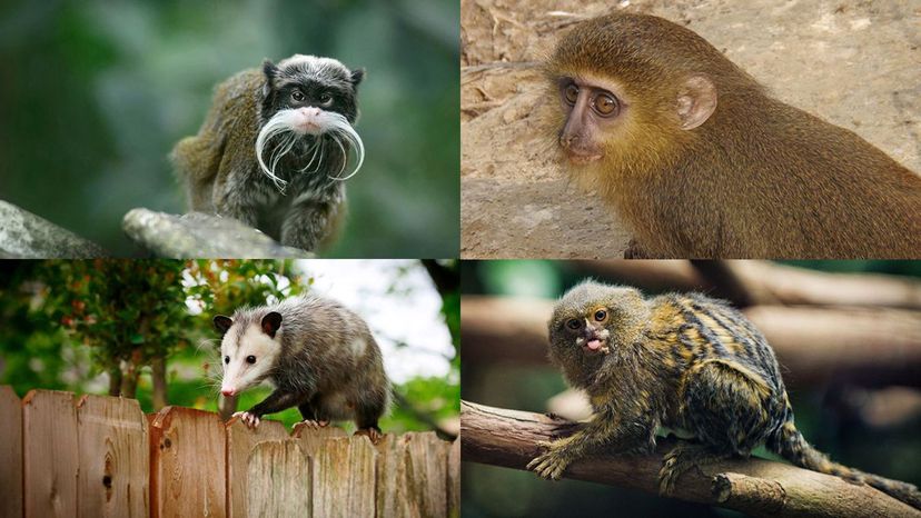 emperor tamarin, lesula, pygmy marmoset, opossum