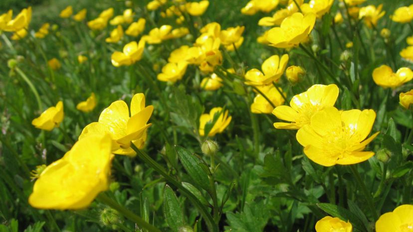 16 buttercup GettyImages-89272685