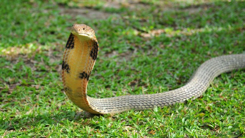 King Cobra