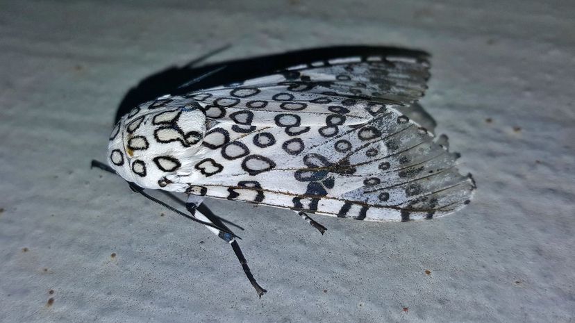 Giant leopard moth