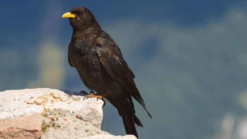 Chough