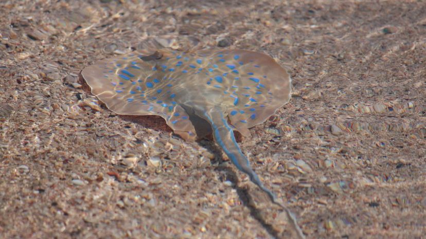 Bluespotted ribbontail ray