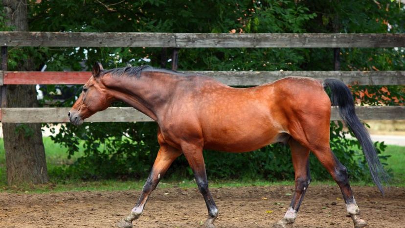 Can You Guess These Horse Breeds in this Hidden Picture Game