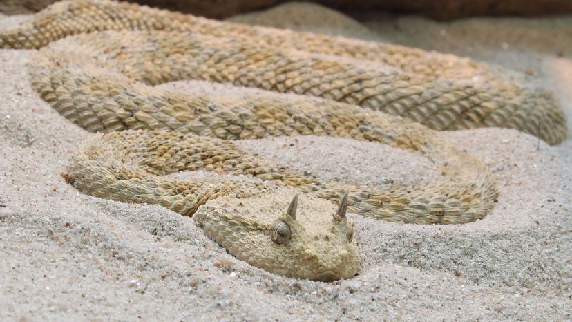 Horned desert viper