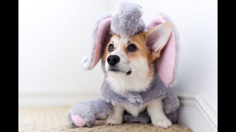 Puppy 40