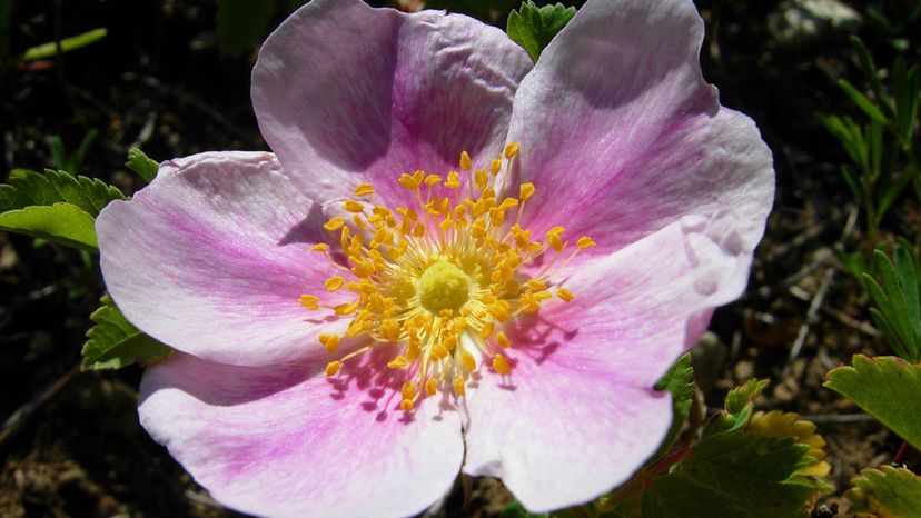 Wild prairie rose