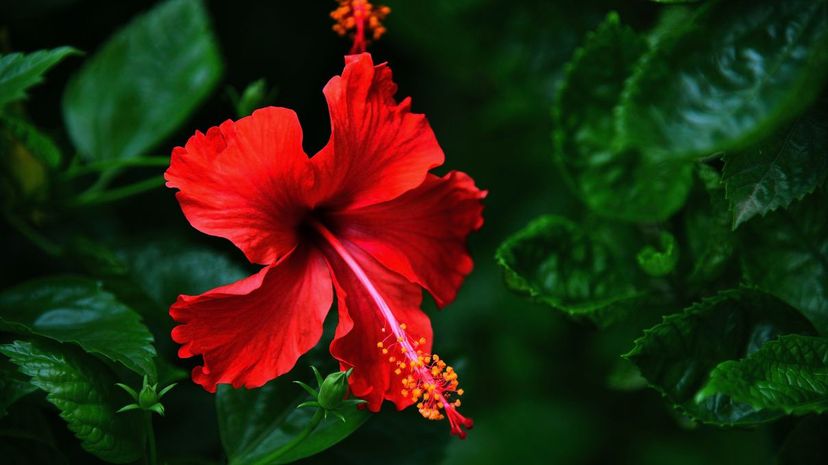 35 Hibiscus