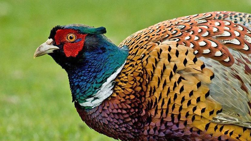 Pheasant