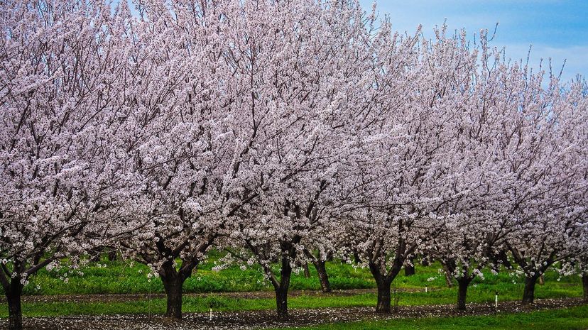 36 Almond trees GettyImages-657668862
