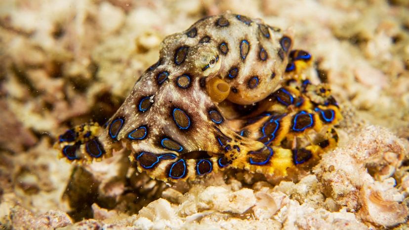 Blue-ringed octopus