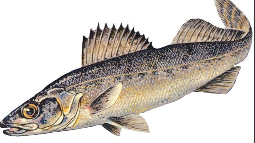 Blue Walleye