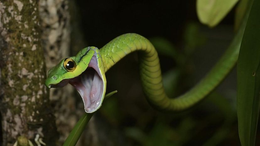 Parrot Snake