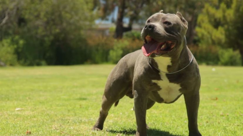 14 American Bully