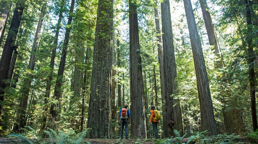 35 Redwood National Park