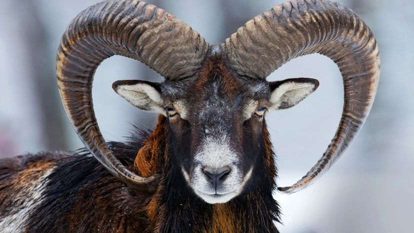 Mouflon