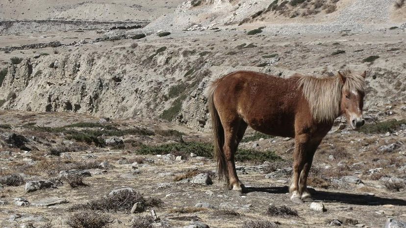 Mustang Horse