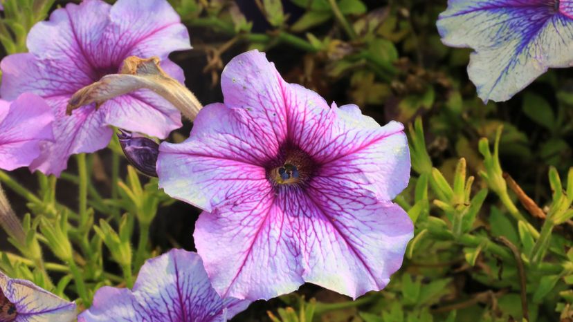 6 Petunia GettyImages-1055586864