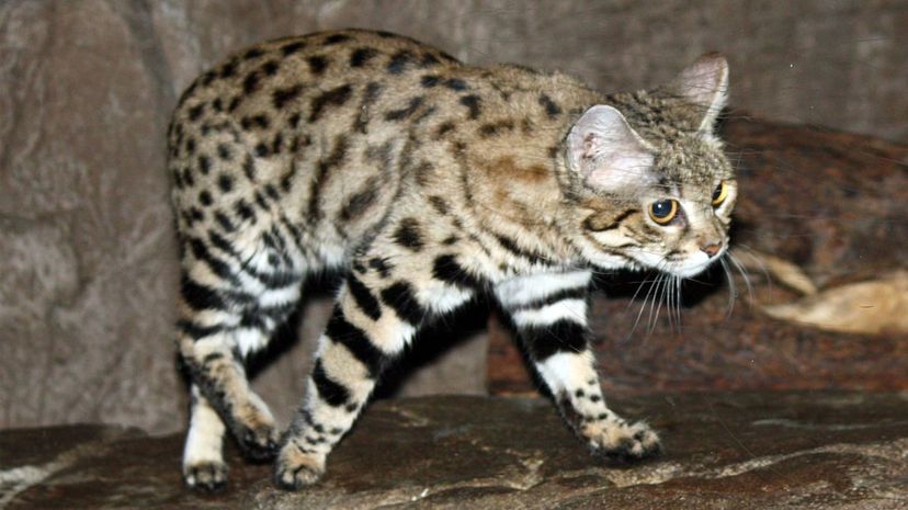 Black-Footed Cat