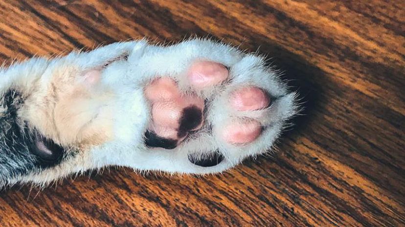 Cat paw