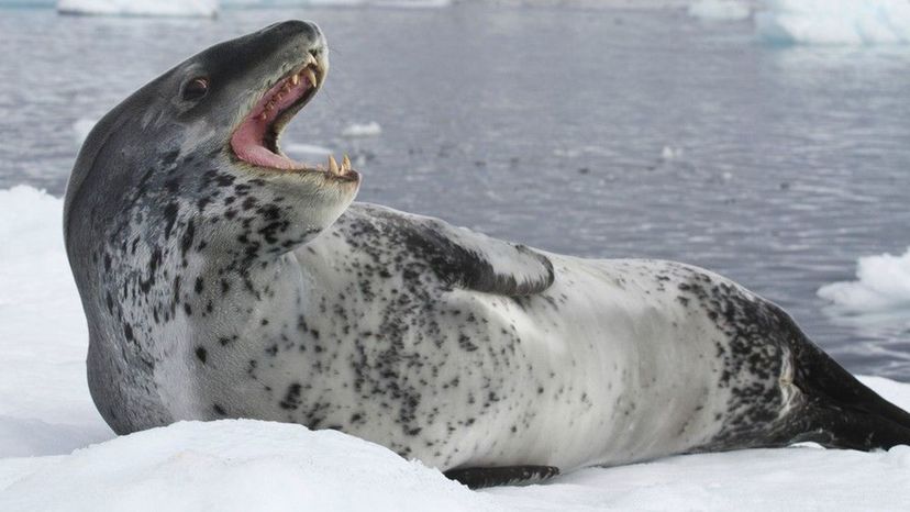 Leopard Seal