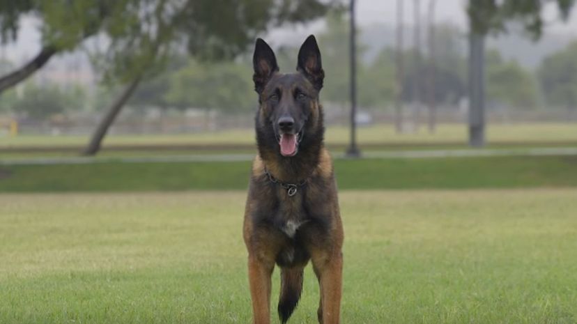 3 Belgian Malinois