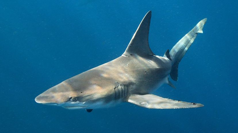 Sandbar shark