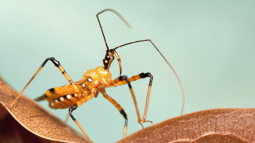 Assassin Bug