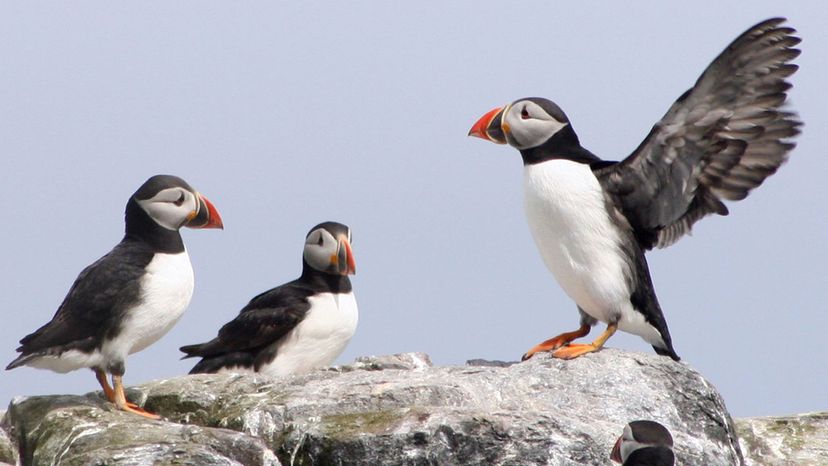 Atlantic Puffin