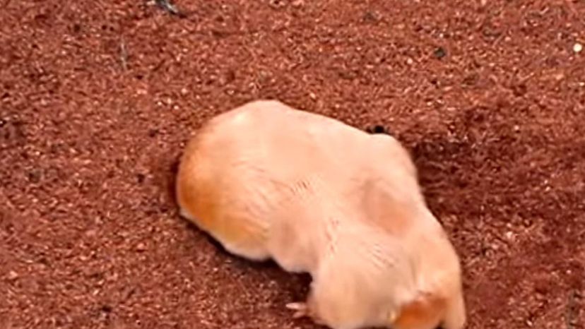 Marsupial Mole