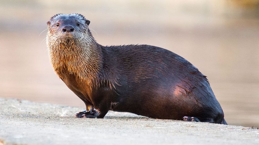 Otter