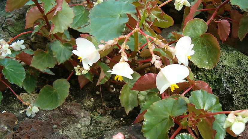 Begonia Plant