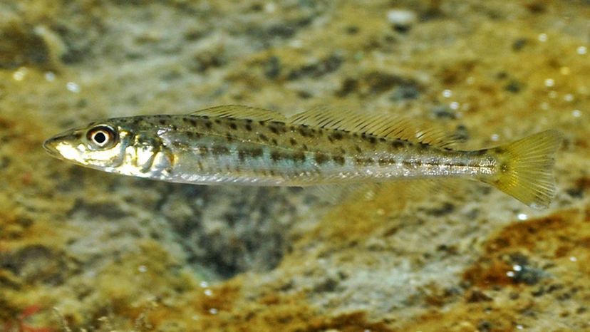 King George Whiting