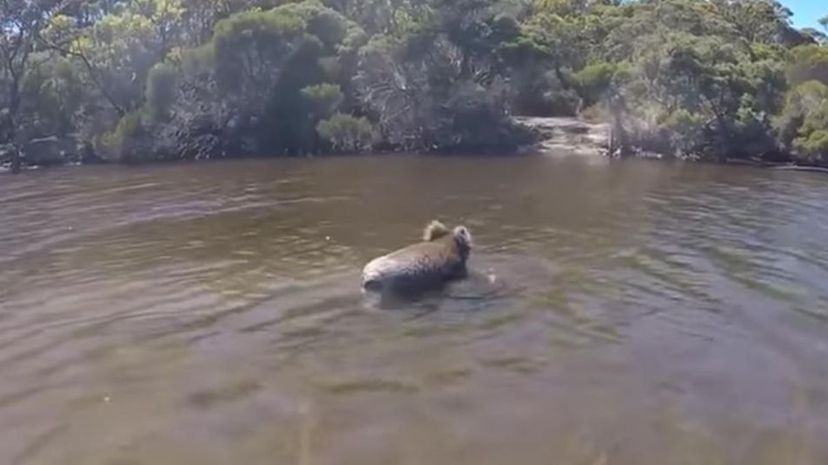 Koala swim