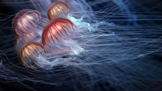 91% of People Can't Name These Dangerous Sea Creatures. Can You?