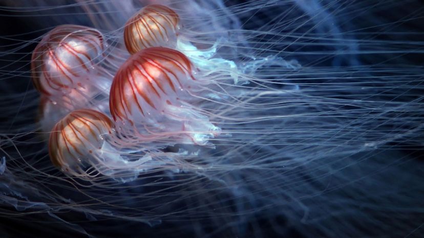 91% of People Can't Name These Dangerous Sea Creatures. Can You?