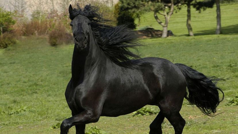 Friesian Horse