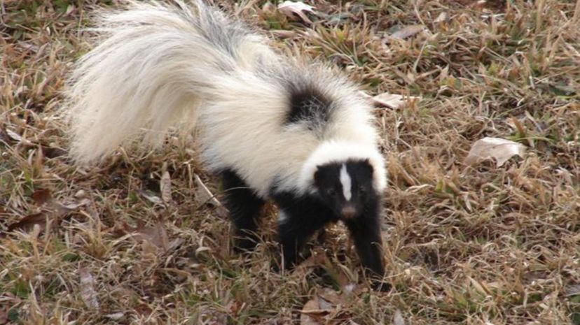 Skunk