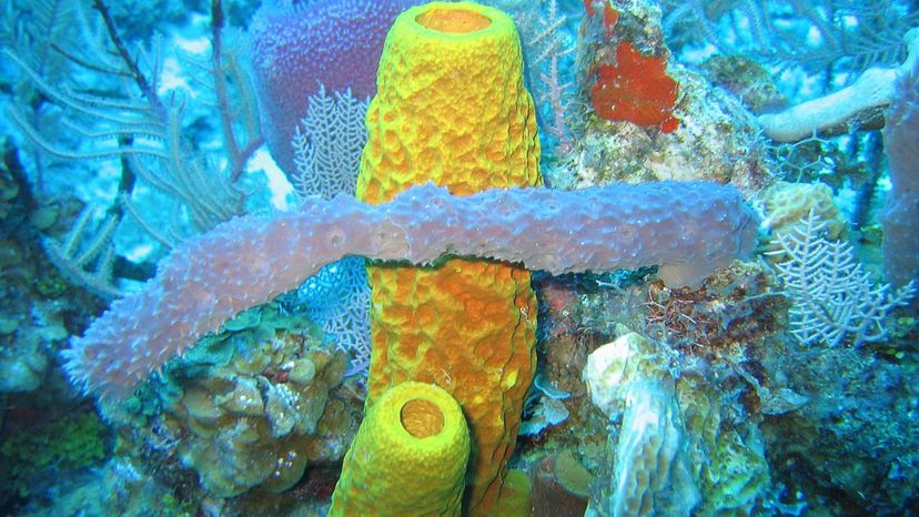 Yellow Tube Sponge