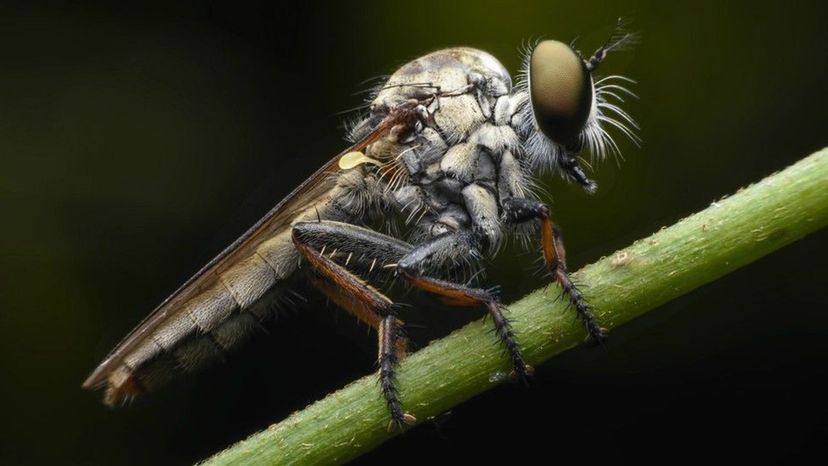 Robber Fly