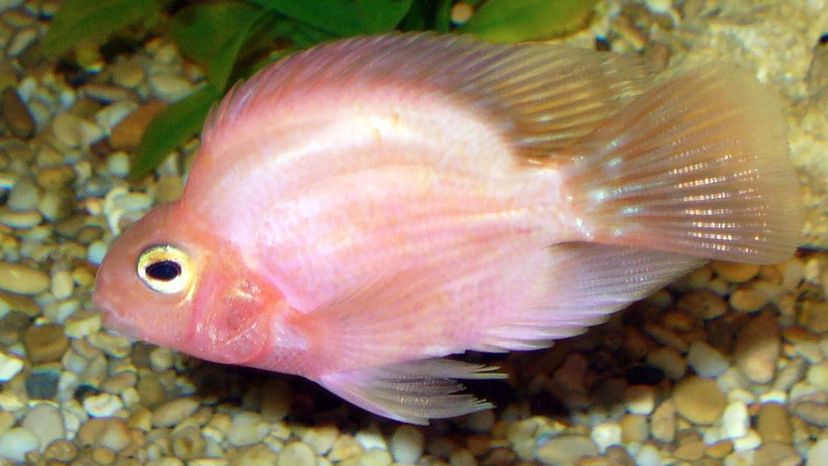 Parrot cichlid fish