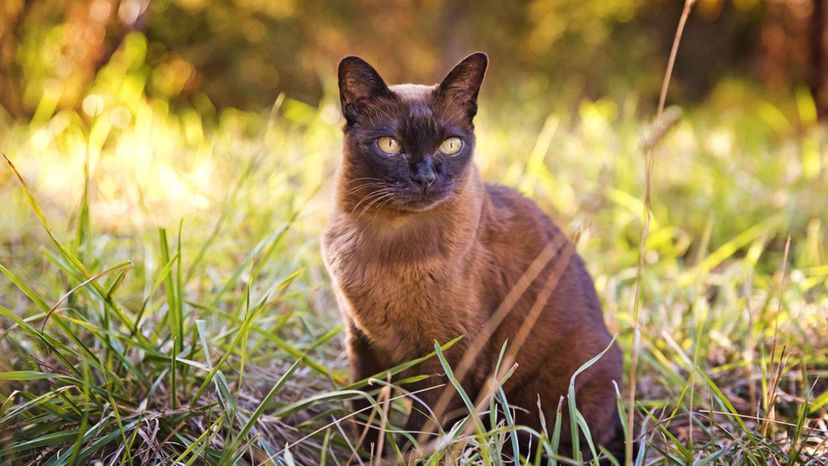 Burmese cat