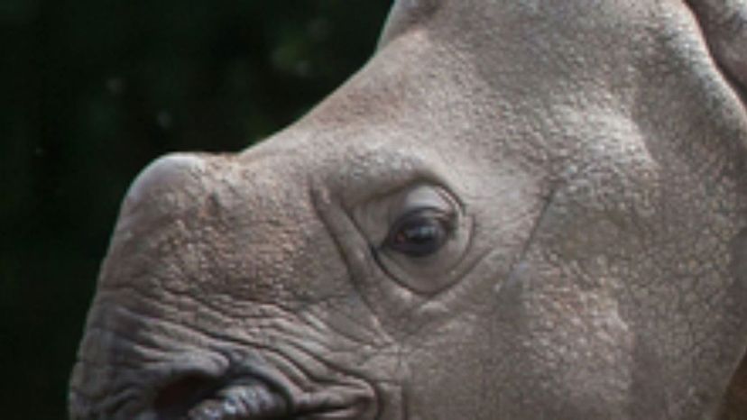 Rhinoceros