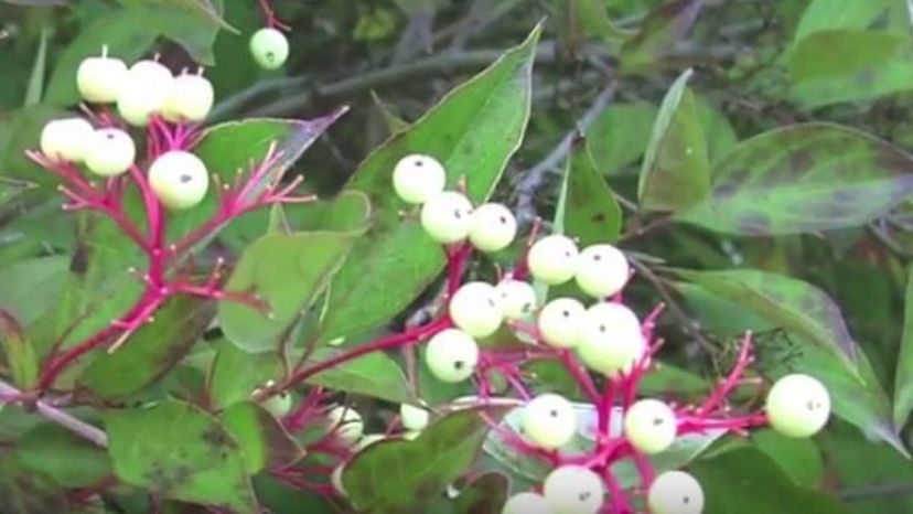 Grey Dogwood