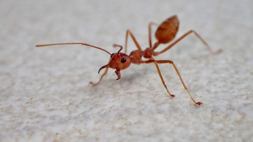 Q 30 Ants in room